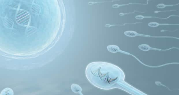 Have sperm tested for dna damage