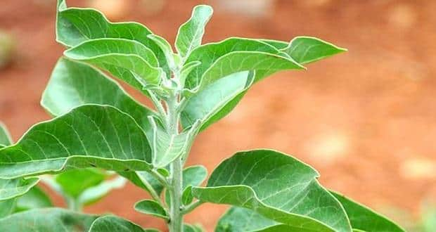 Ashwagandha leaves