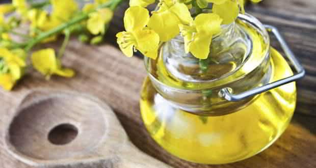 Here's why you should switch to canola oil Here's why you should switch to canola oil