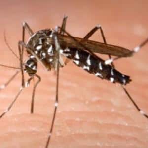 AAP government seeks help from China to control Dengue from the root AAP government seeks help from China to control Dengue from the root