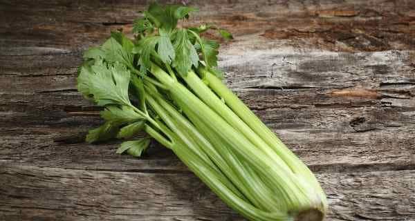 Chewing celery leaves