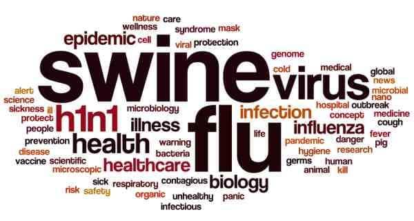 Swine Flu Essay