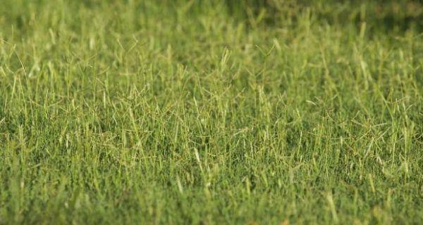durva-grass