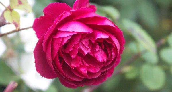 rose petals