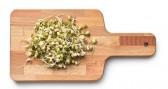 sprouting