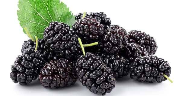 mulberry benefits