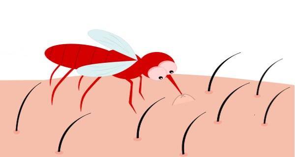 Diseases caused by mosquitoes