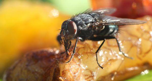 contaminated food