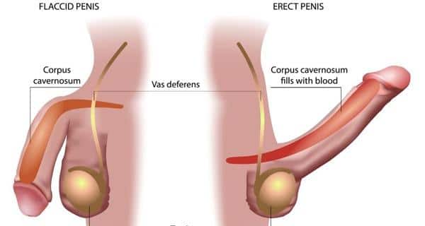 Erect Penis In Vagina 3
