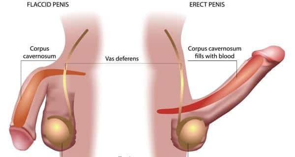 How To Erect Penis 8