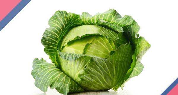 Cabbage