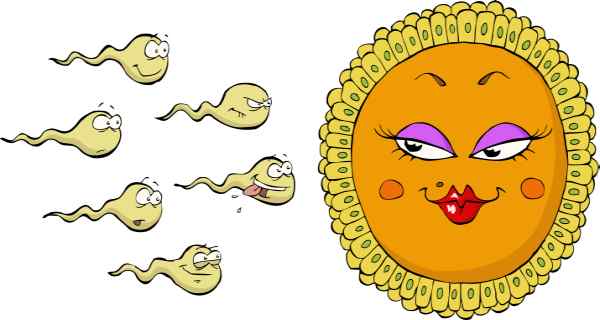 sperm count