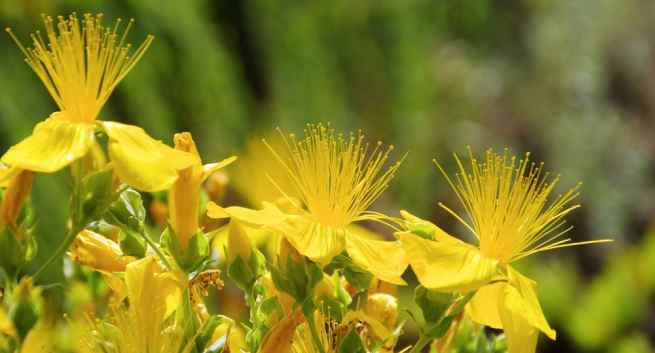 St Johns-wort-anxiety-THS