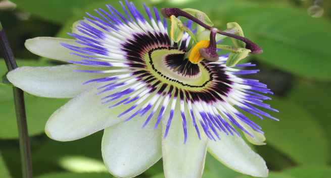 passion-flower-anxiety-THS