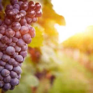 Grapes may protect you from Alzheimer's Grapes may protect you from Alzheimer's