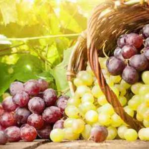 Grape compounds can kill colon cancer cells Grape compounds can kill colon cancer cells