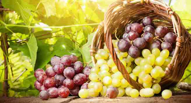 Grape compounds can kill colon cancer cells Grape compounds can kill colon cancer cells