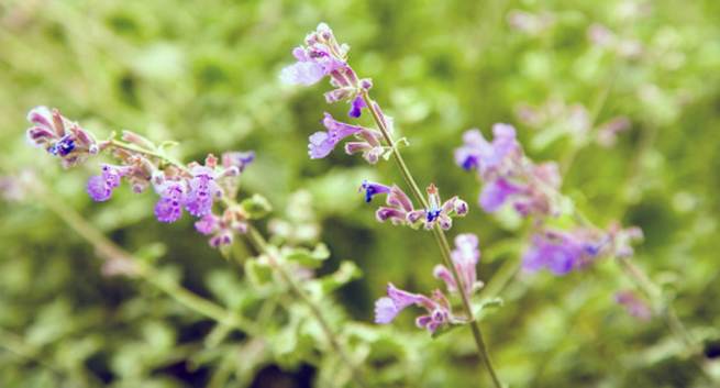 Catnip