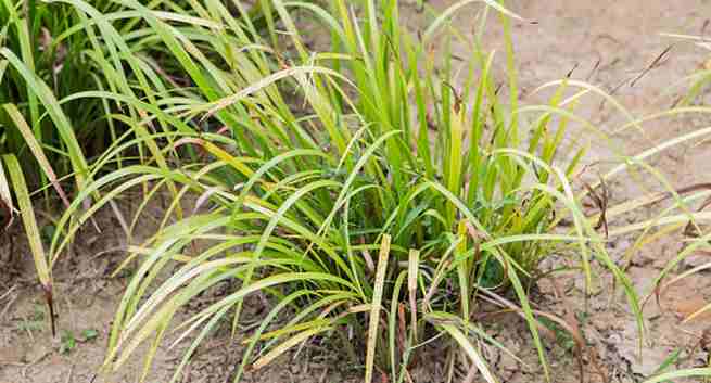Citronella
