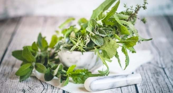 Lemon balm