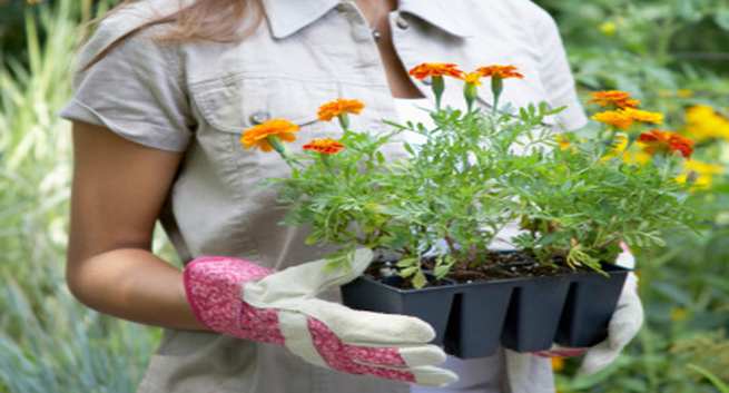 Marigold
