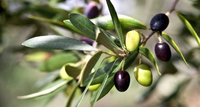 Olive leaf extract