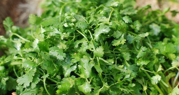natural diuretic-coriander-THS