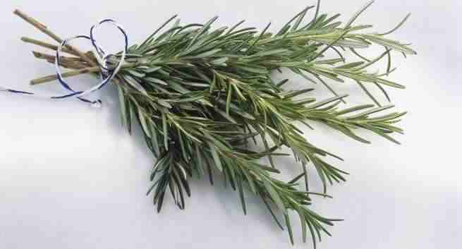 Rosemary