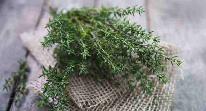 Thyme