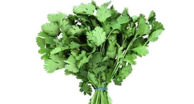 coriander