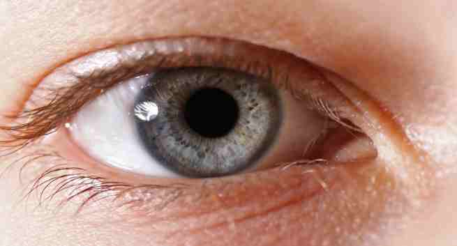 cornea
