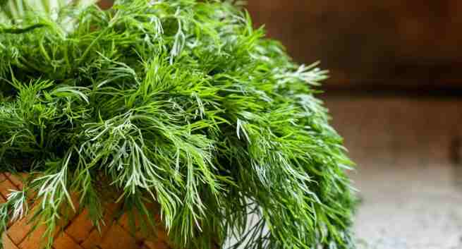 dill