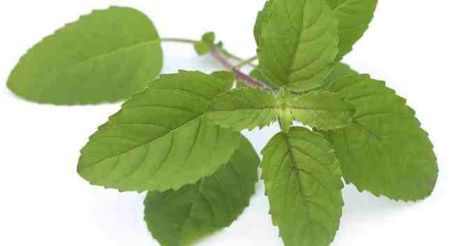 tulsi