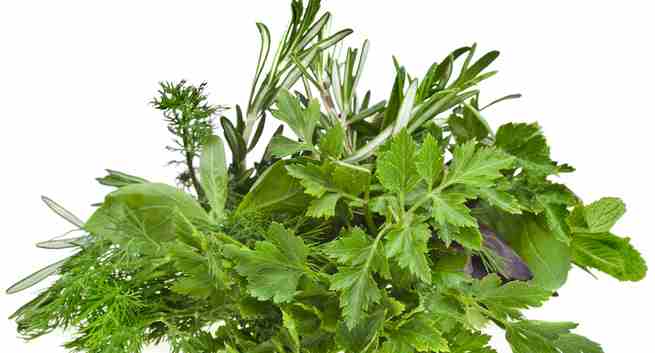 coriander mint