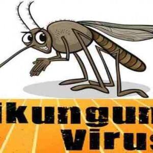 Chikungunya takes another life, a 65 years old dies at Ganga Ram Hospital Chikungunya takes another life, a 65 years old dies at Ganga Ram Hospital
