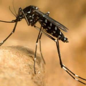 SC to hear PIL on Delhi's garbage pile-up issue and chikungunya outbreak SC to hear PIL on Delhi's garbage pile-up issue and chikungunya outbreak