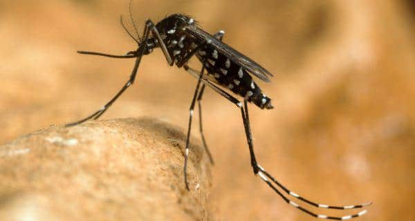 SC to hear PIL on Delhi's garbage pile-up issue and chikungunya outbreak SC to hear PIL on Delhi's garbage pile-up issue and chikungunya outbreak
