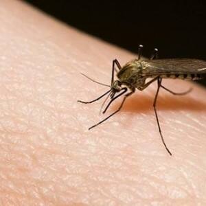 Genes determine mosquito's preference for humans or animals Genes determine mosquito's preference for humans or animals