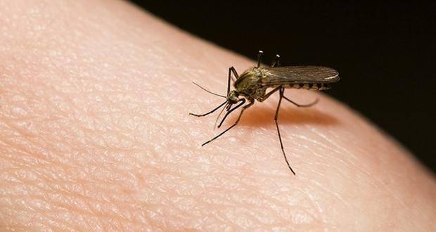 Genes determine mosquito's preference for humans or animals Genes determine mosquito's preference for humans or animals
