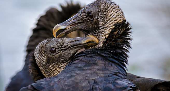 Black-vulture Hindi