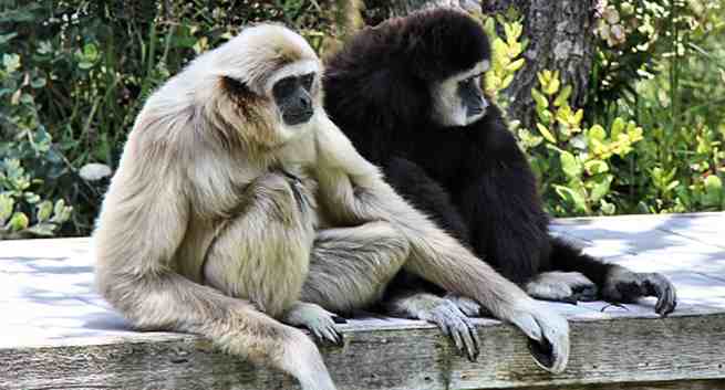 Gibbons Hindi