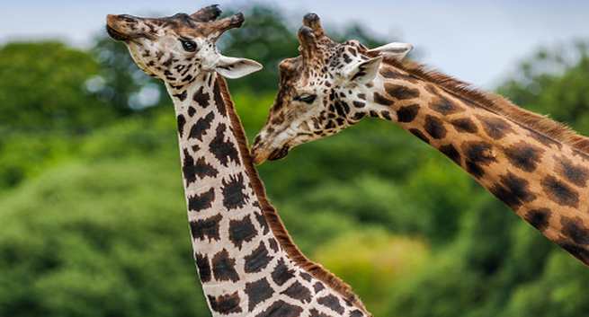 Giraffes Hindi