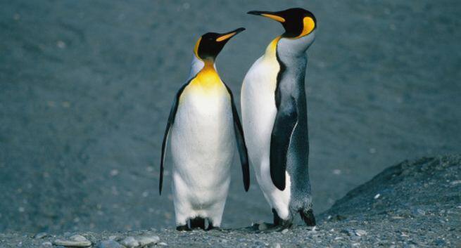 Penguins Hindi