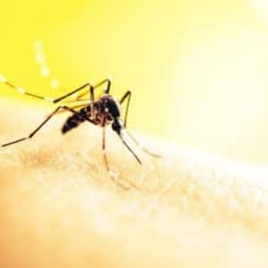 Traditional medicines are being developed for prevention and management of vector borne diseases Traditional medicines are being developed for prevention and management of vector borne diseases