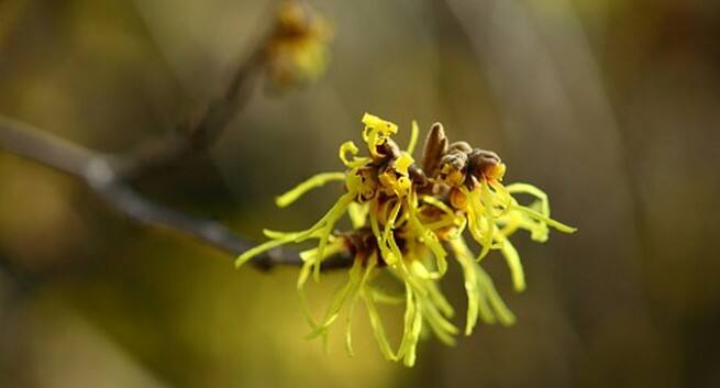 5 Ways To Use Witch Hazel For Perfect Skin Read Health Related Blogs Articles And News On