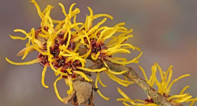 Witch Hazel Meaning In Hindi