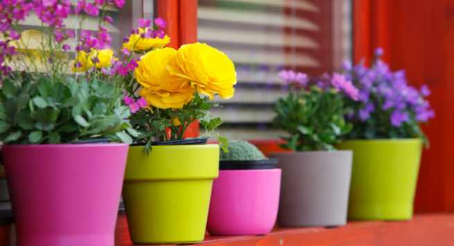 Colourful-flowers