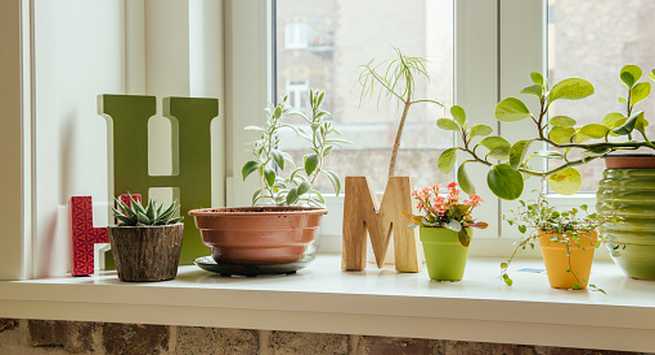 Thriving-plants