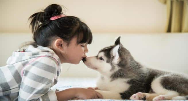 pets
