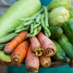 Do plant sources like vegetables and fruits contain cholesterol? Do plant sources like vegetables and fruits contain cholesterol?